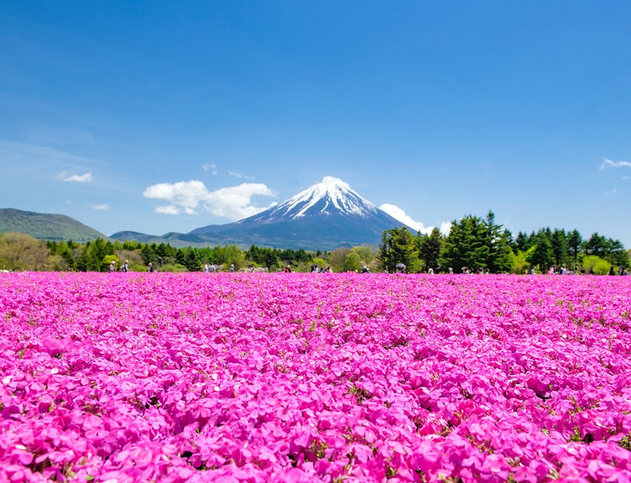 Experience The Breathtaking Shibazakura Festival, Where Vibrant Pink Blooms Carpet The Landscape Beneath The Majestic Mt. Fuji.