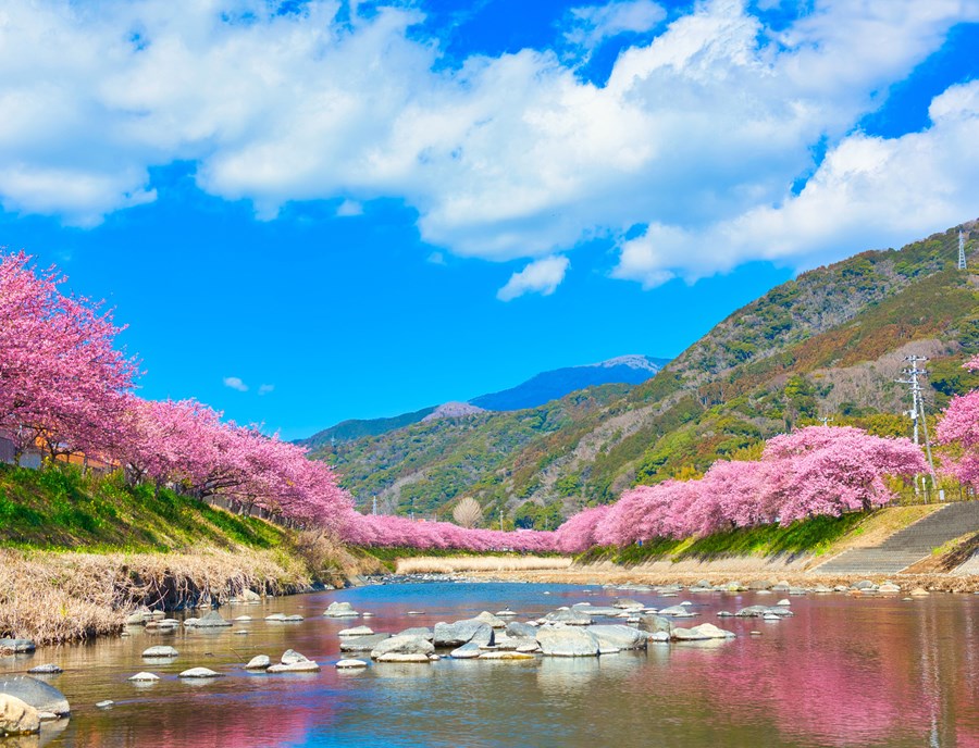The Kawazu Cherry Blossom Festival Celebrates The Early Bloom Of Vibrant Pink Cherry Blossoms