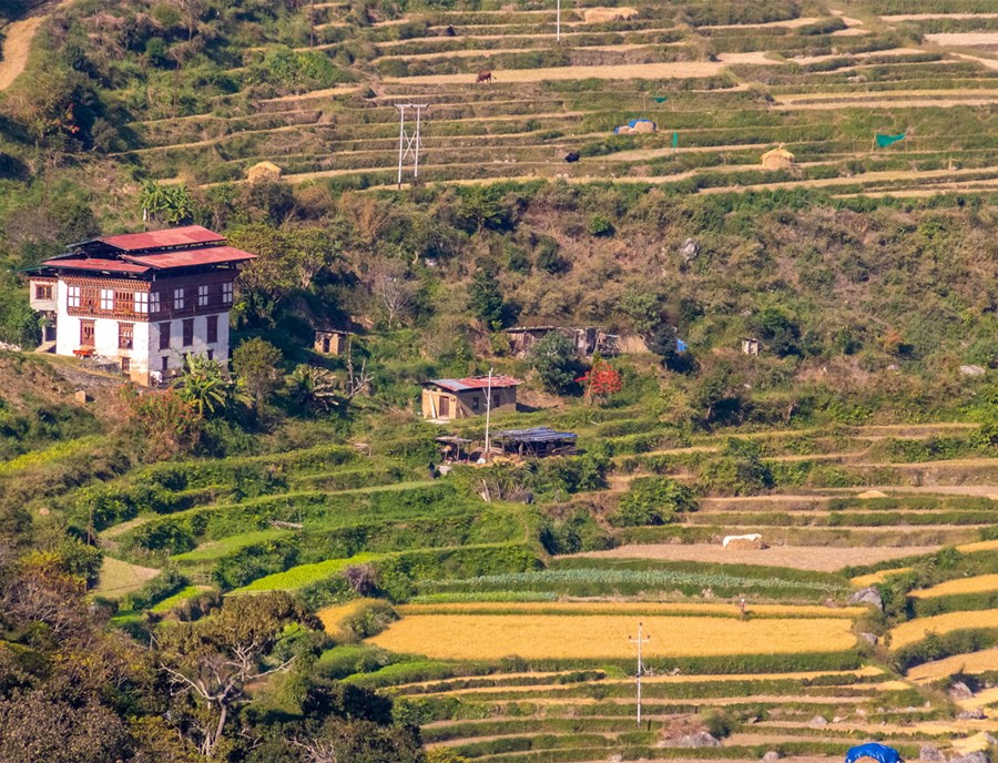 Timeless Bhutanese Village Life Amid Lush Rice Terraces