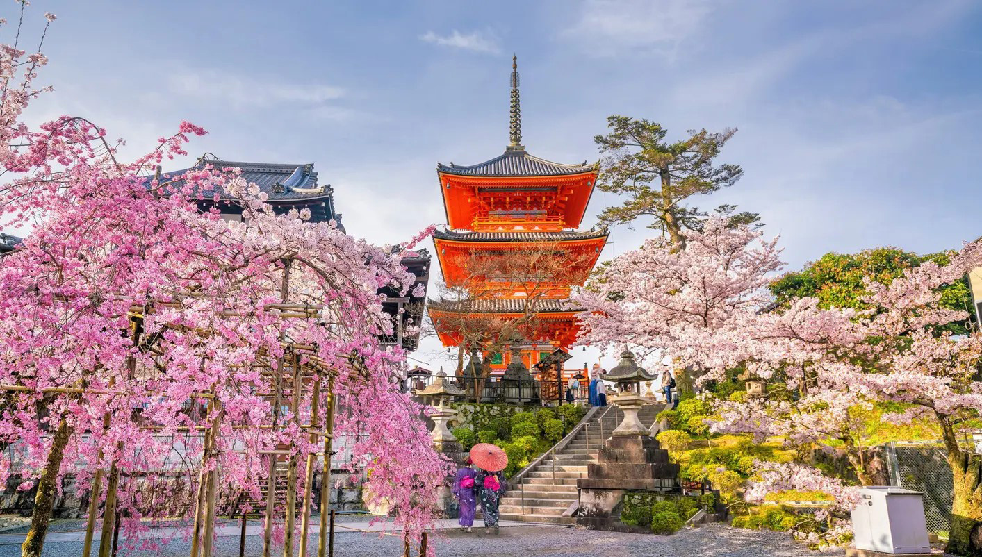 Kyoto Spring Cherry Blossom