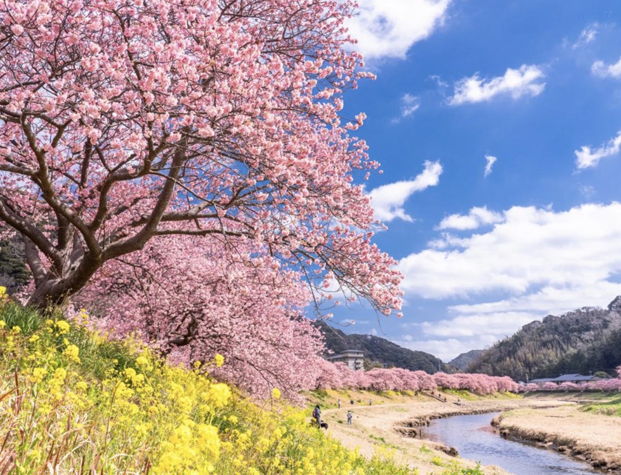 Kawazu Zakura