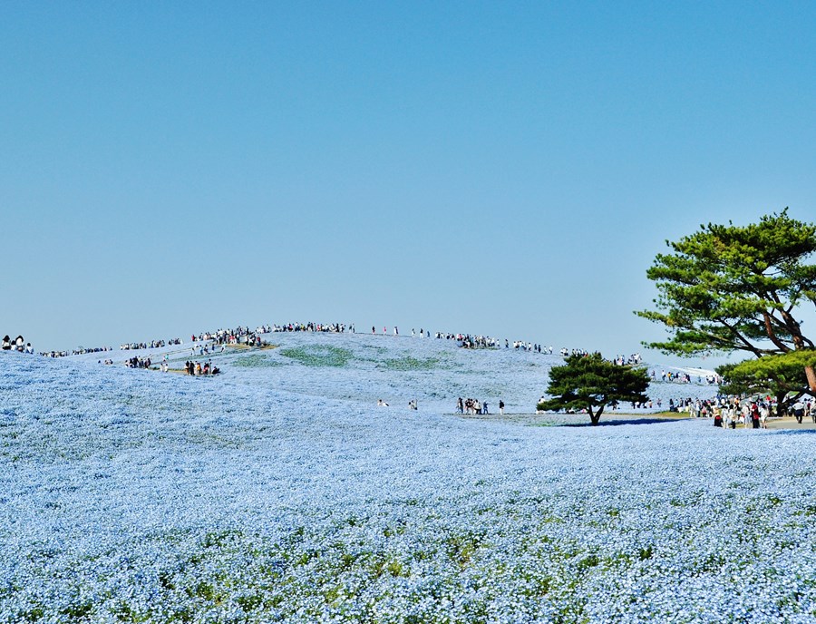 Hitachi Seaside Park Comes Alive In Spring, With Endless Fields Of Blue Nemophila Stretching Beautifully To The Horizon