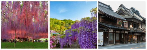 Ashikaga Flower Park, Great Wisteria