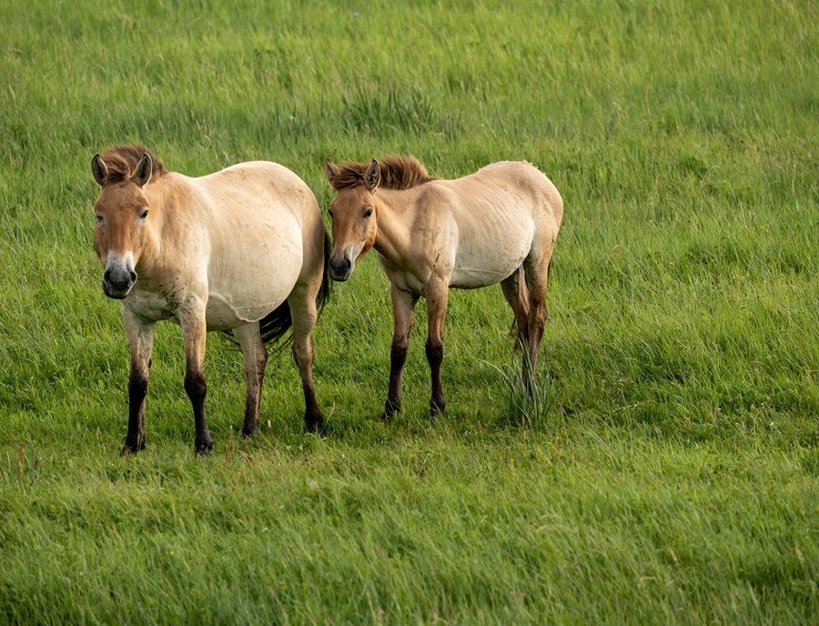 Witness The Rare Wild Horses Of Hustai National Park