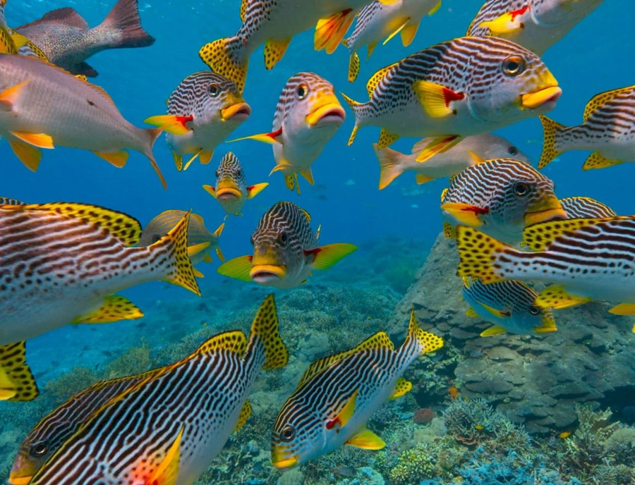 Colorful Coral Gardens Showcase The Underwater Wonders Of Palau
