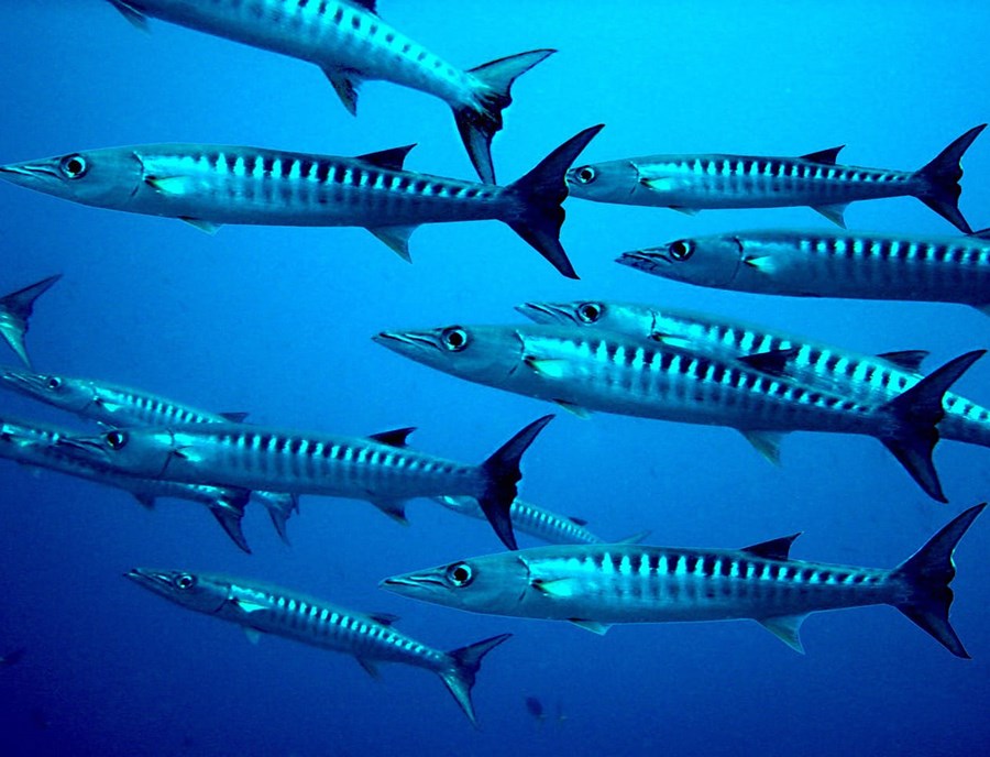 Dive Into Palau’S Waters And Encounter Majestic Barracuda Schools