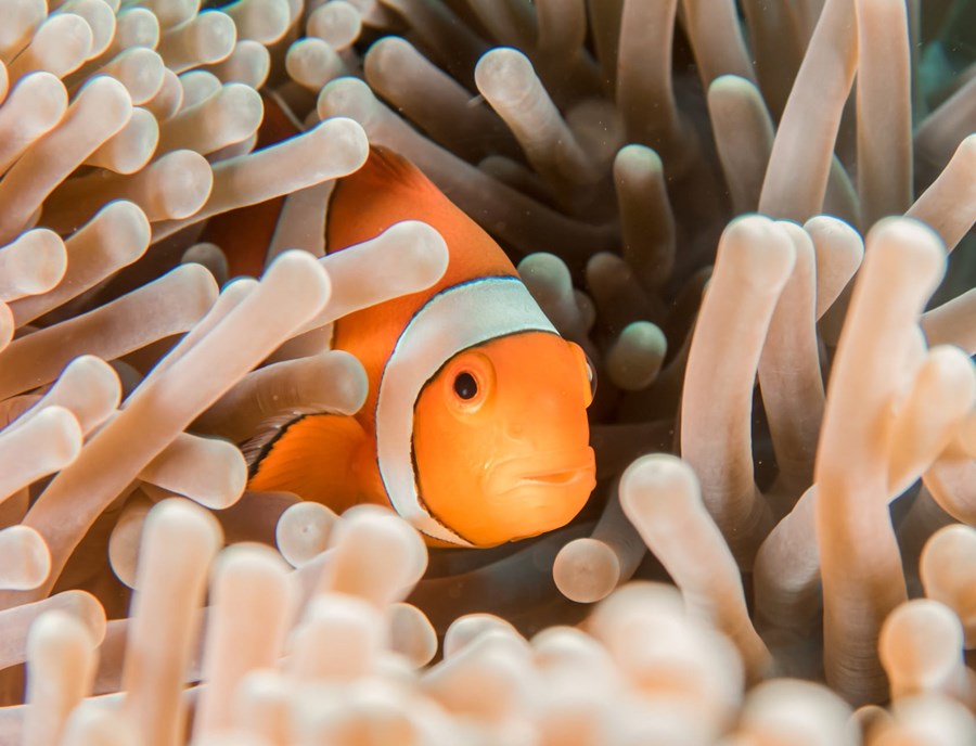 Clownfish Dancing Among Vibrant Corals In Palau’S Underwater Paradise