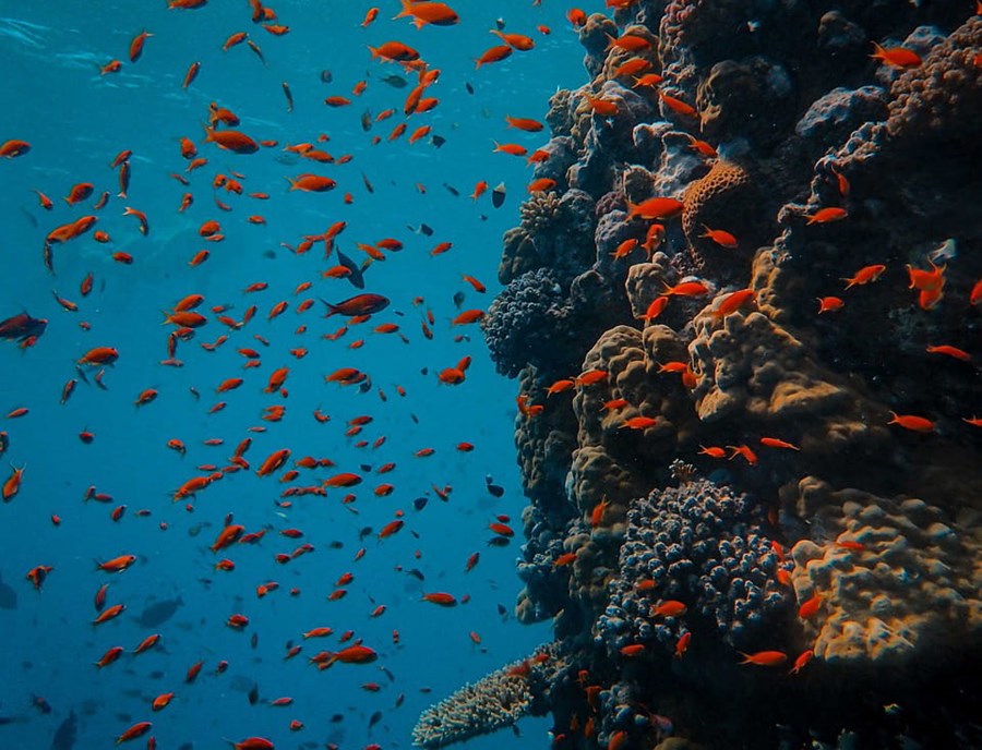 Every Dive In Palau Unveils A Kaleidoscope Of Marine Life