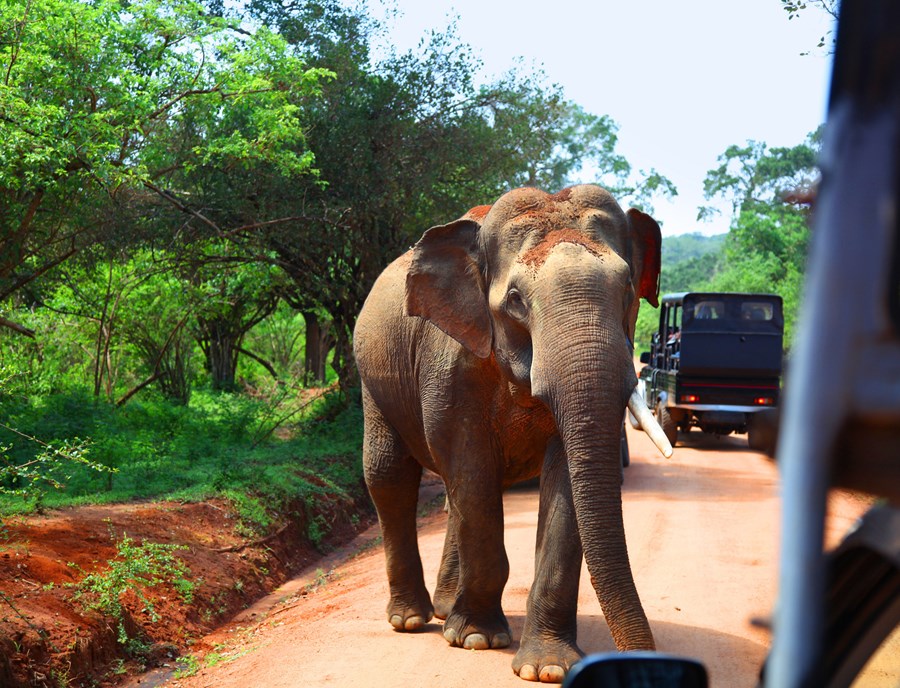 Gentle Giant Thriving In The Heart Of Yala National Park