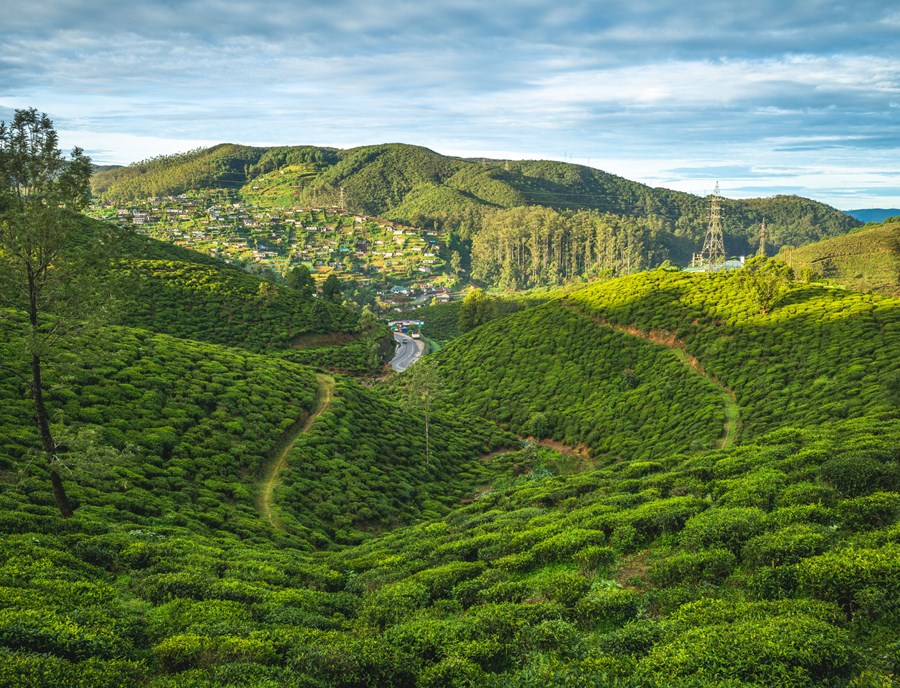Rolling Tea Plantations Carpeting Sri Lanka S Misty Central Highlands