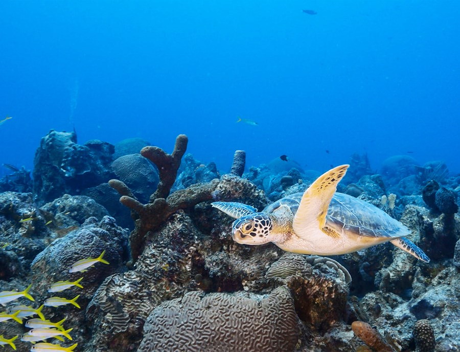 Underwater Timor Leste, Where Marine Life Paints The Sea