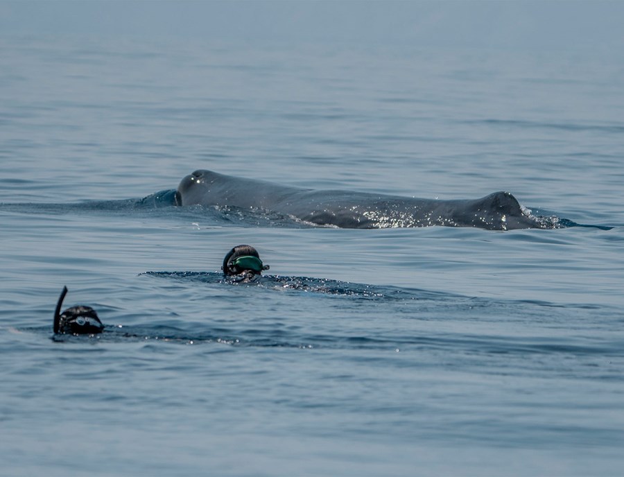 Whale Watching And Snorkelling—Timor Leste’S Ocean Magic Unfolds