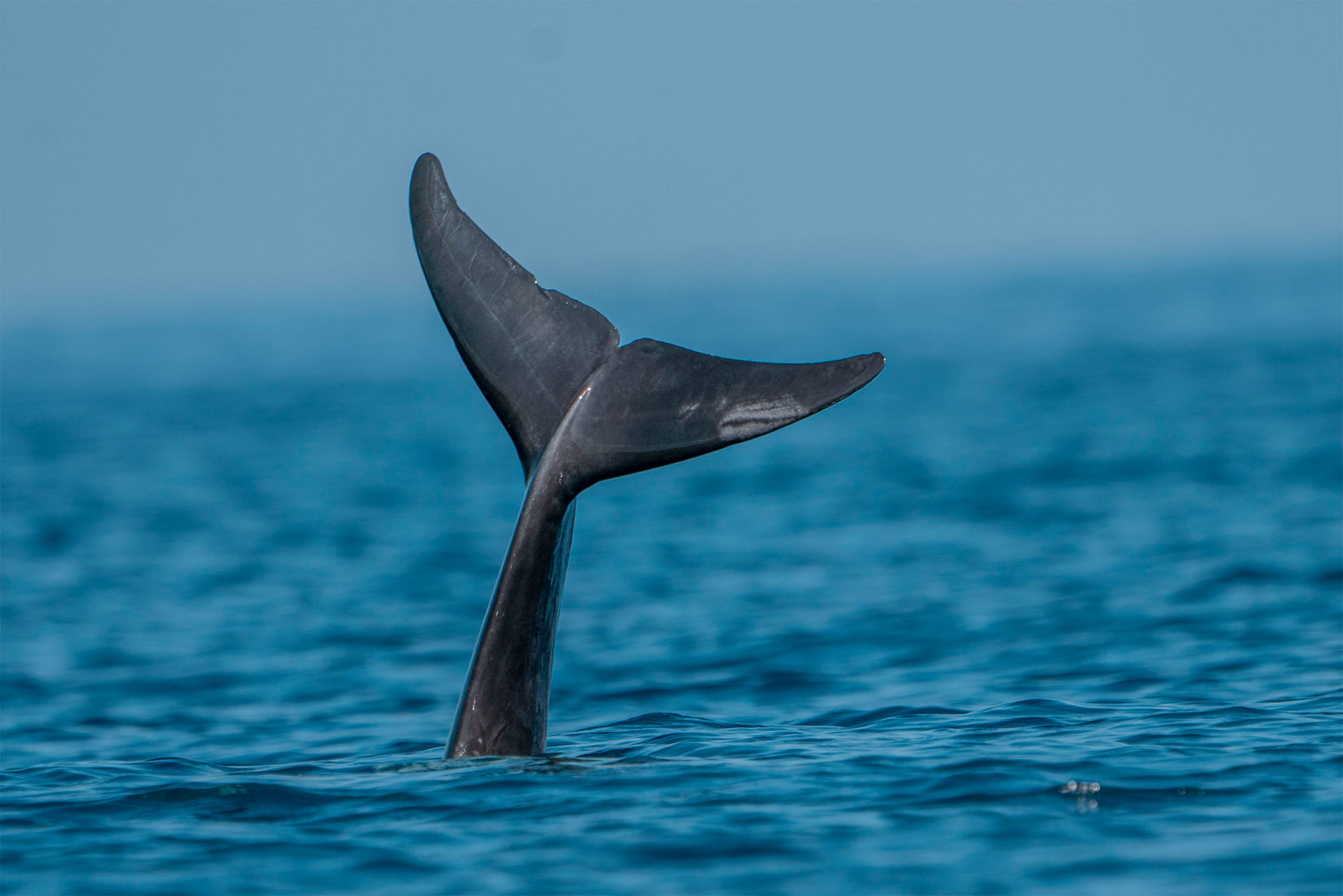 Whale Watching In Timor Leste, Giants Of The Deep Rise