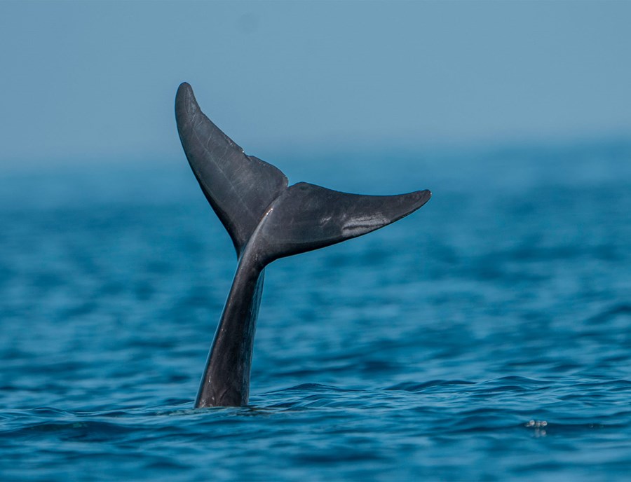 Whale Watching In Timor Leste, Giants Of The Deep Rise