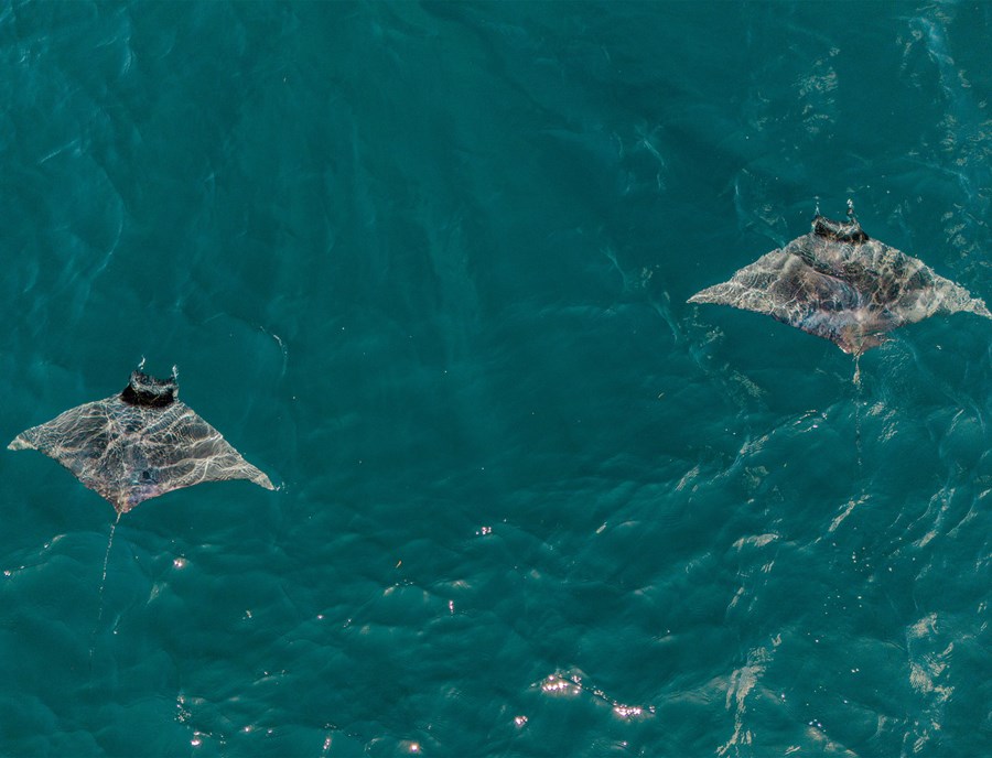 In Timor Leste’S Waters, Even Stingrays Move Like Poetry