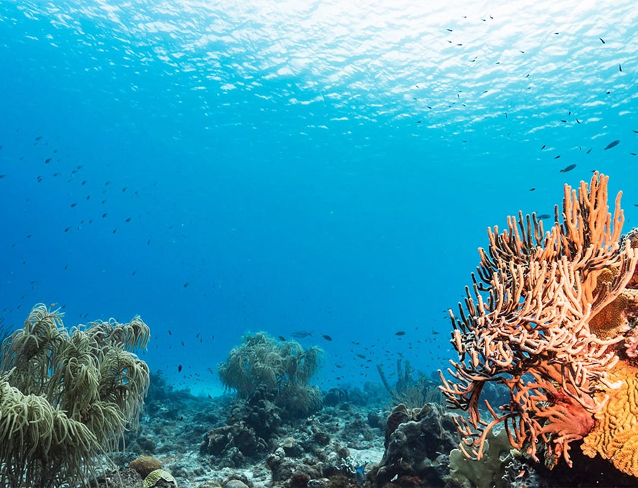 Pristine Coral Gardens Flourishing Beneath Atauro S Sparkling Blue Waters