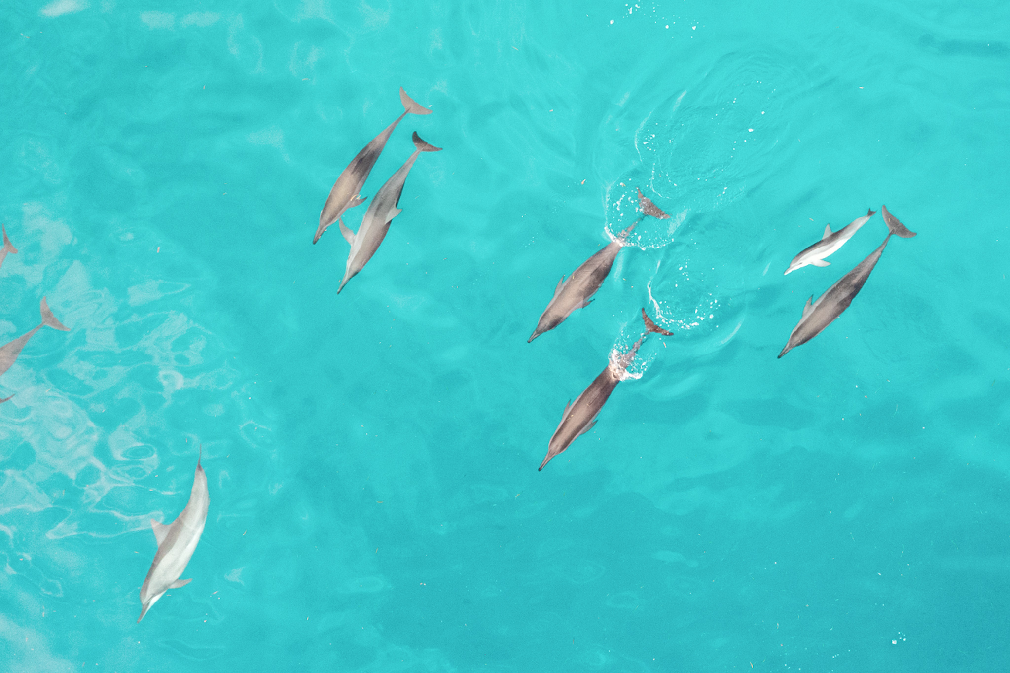 Timor Leste Dolphins
