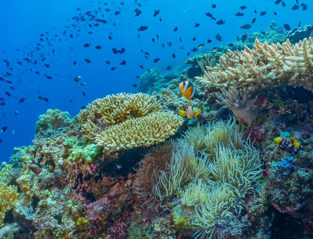 Timor Leste Atauro Island Coral Reefs