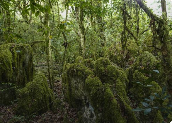 Timor Leste Atauro Island Lush Forest