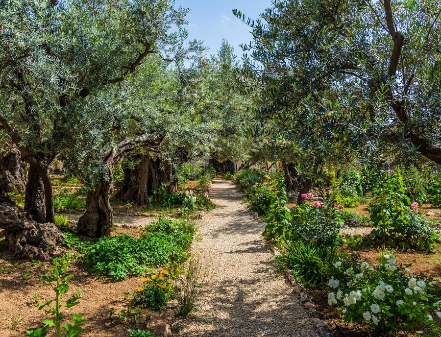 Garden Of Gethsemane Shelters Timeless Moments Of Reflection