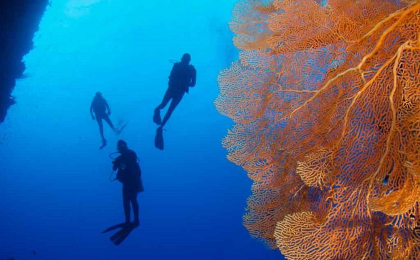 8D7N Private Palau Diving Experience