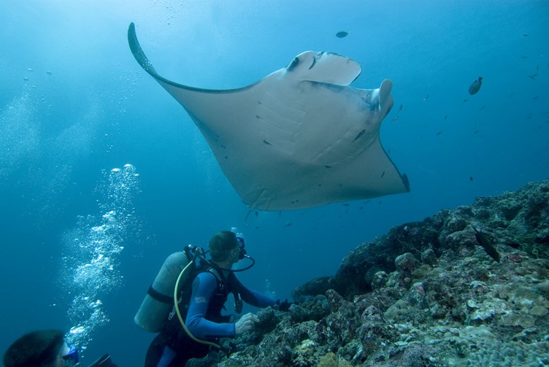 4D3N Private Palau Diving Experience