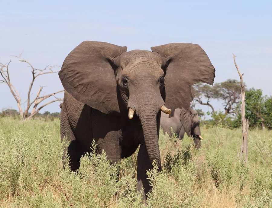 Elephant Portrait