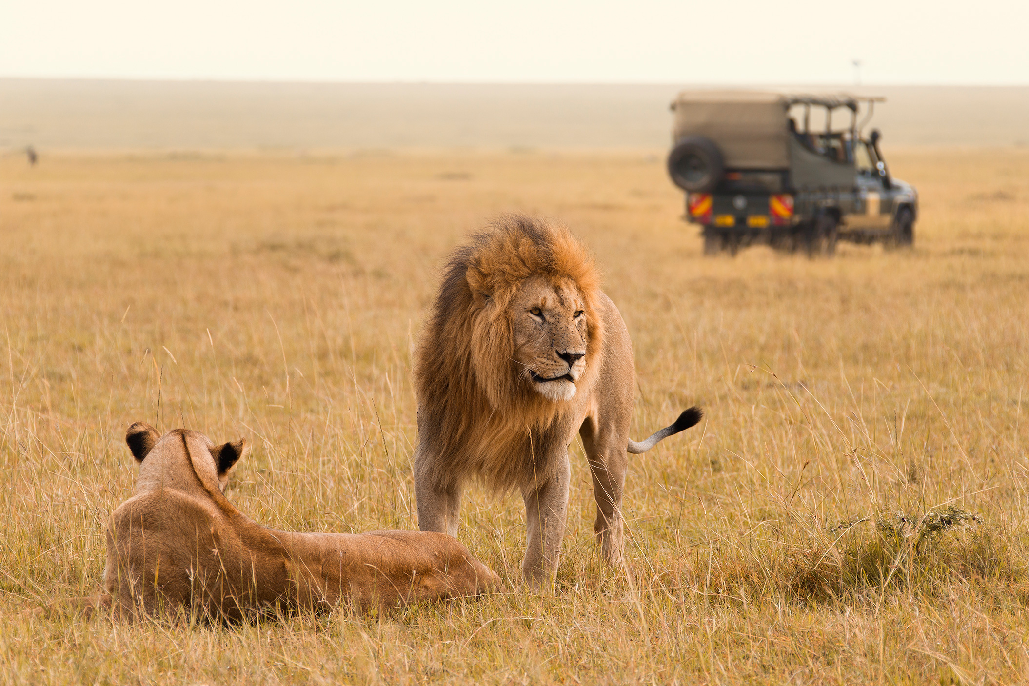 Kenya Tanzania Migration African Lion Jeep Masai Mara