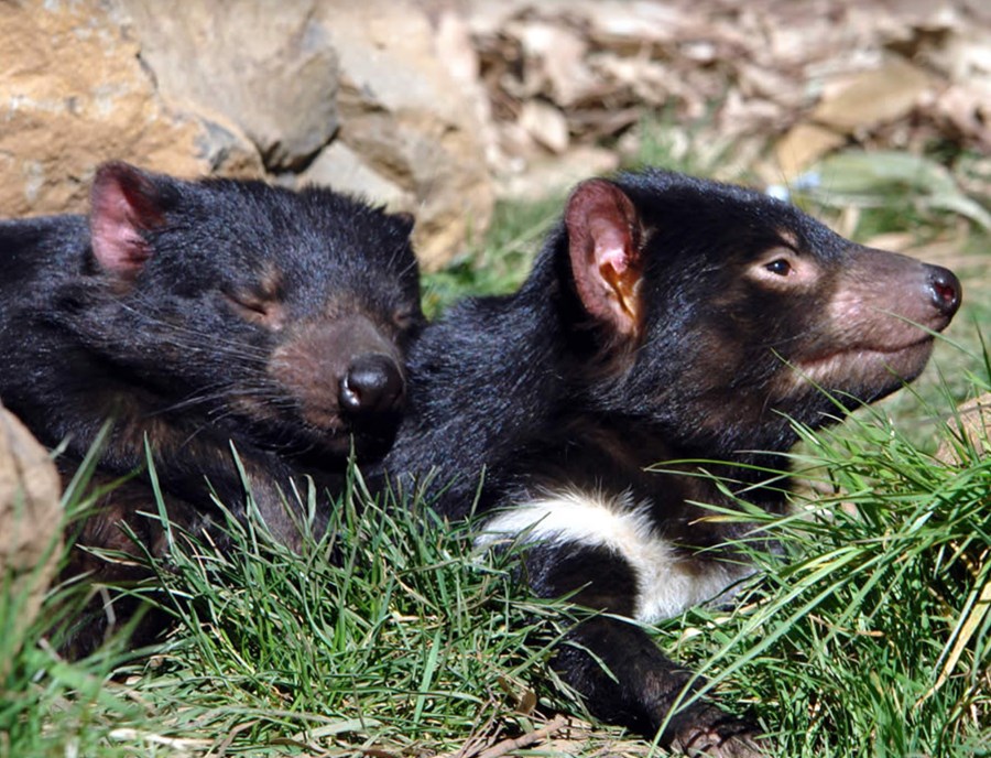 Tasmanian Devils, Australia S Iconic Native Wildlife