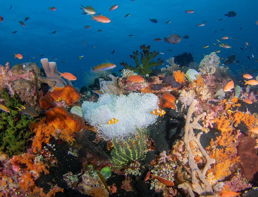 Colorful Coral Reefs Thrive Beneath Indonesia S Crystal Waters