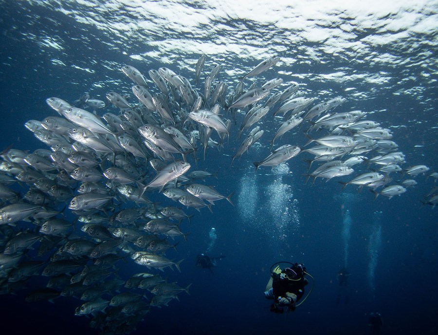 Swim Among Vibrant Tropical Fish In Raja Ampat