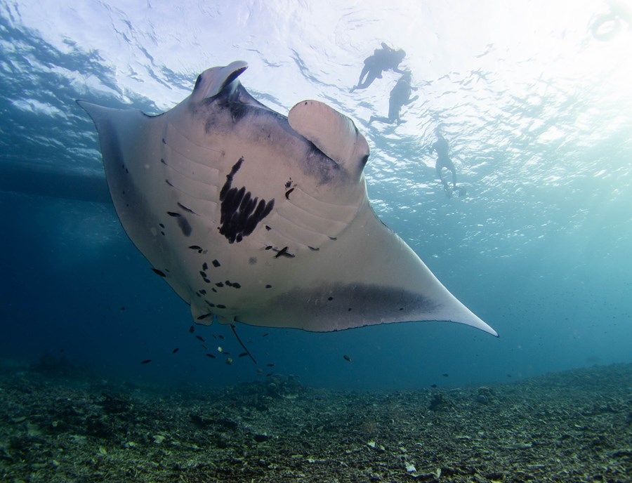 Swim Beside Majestic Manta Rays In Raja Ampat
