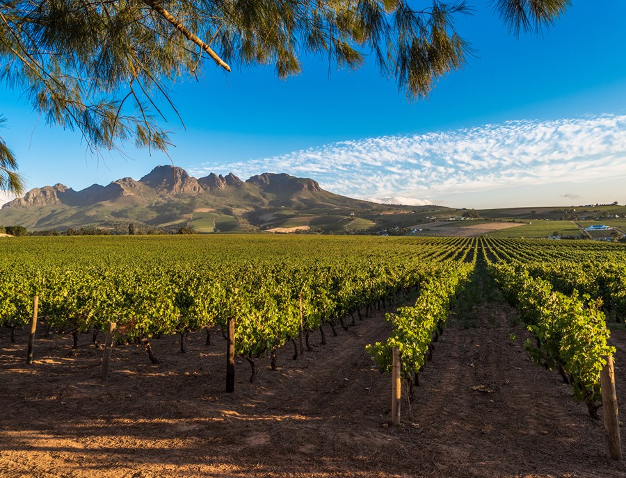 Cape Winelands Offers Timeless Vineyards And Breathtaking South African Scenery