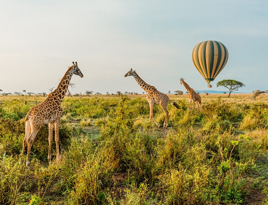 Hot Air Balloons Soar Above Serengeti Giraffes At Sunrise