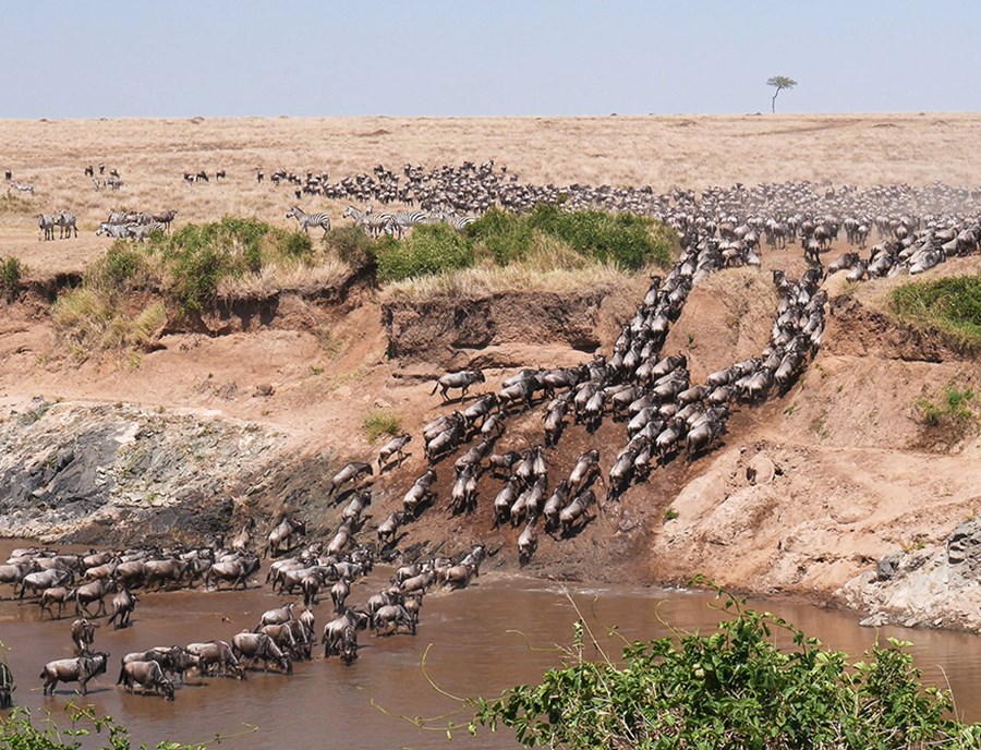 Witness The Great Migration Crossing The Mara River In Masai Mara