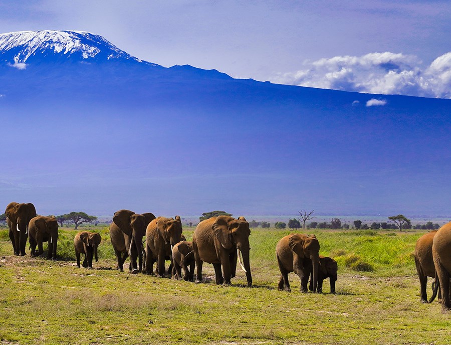 Elephants Roam Beneath Majestic Mount Kilimanjaro In Amboseli National Park