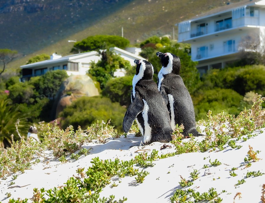 African Penguins Bask At Boulders Beach Along The Cape Peninsula