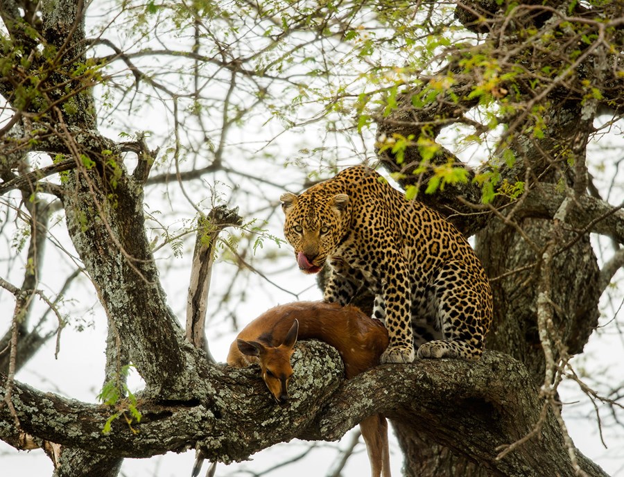 Leopard With Prey Showcases Serengeti's Untamed Wildlife