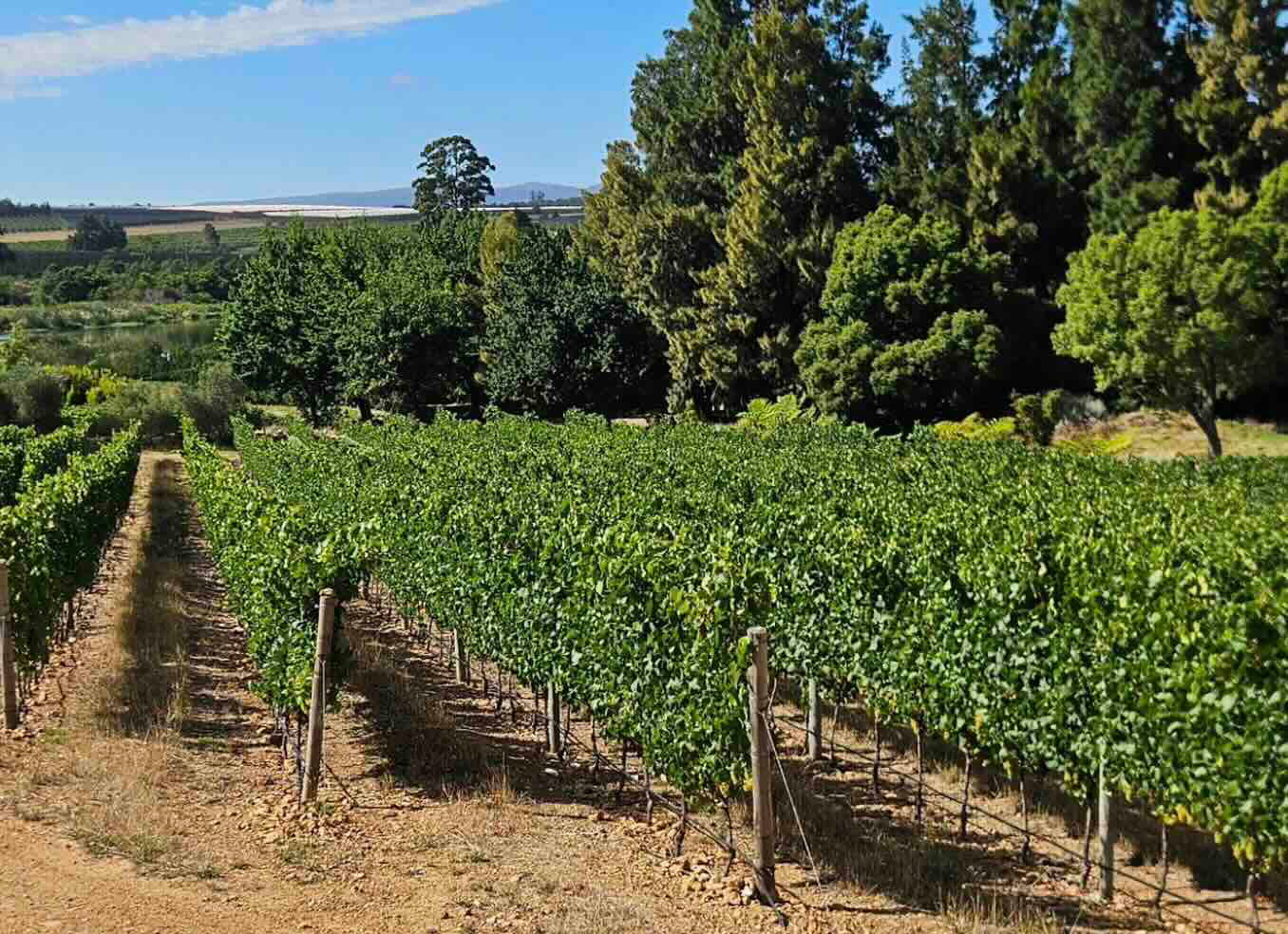 Discover The Elegance Of La Brune Wines, South Africa
