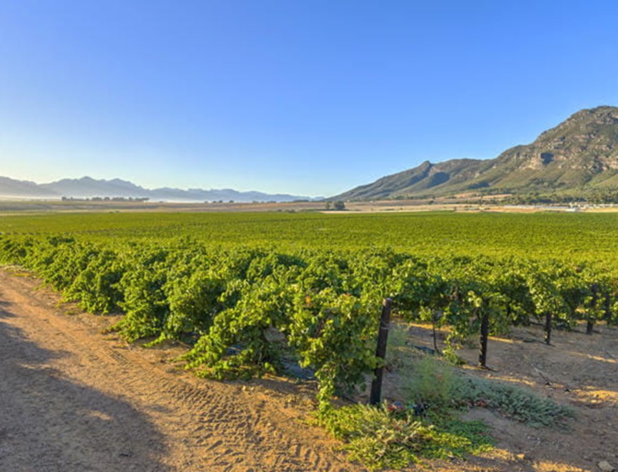 Scenic Cape Winelands Promise Unforgettable Wine Journeys