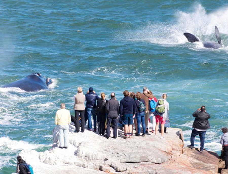 Whale Watching At Hermanus