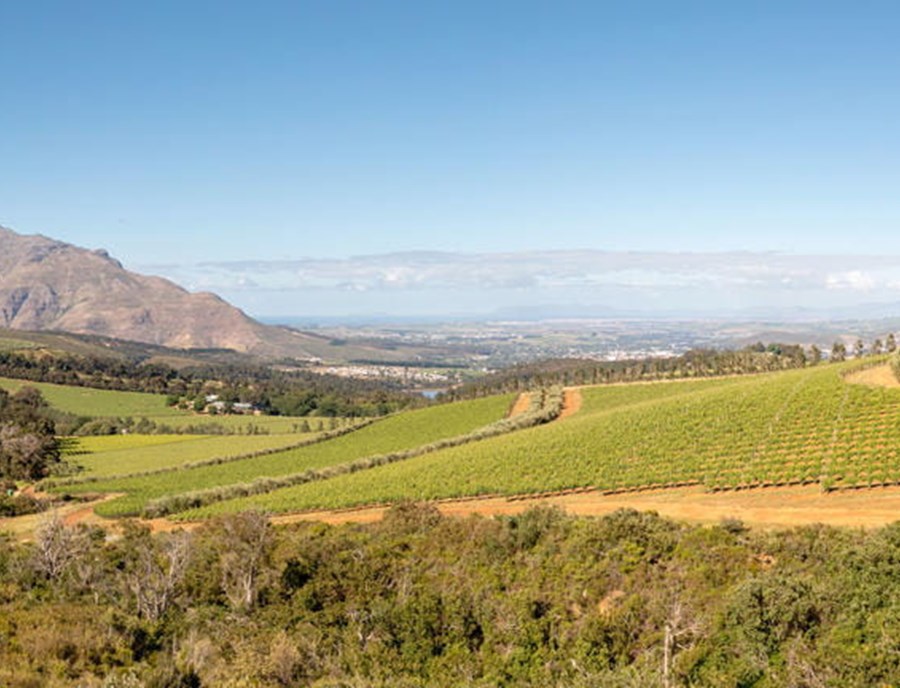 Stellenbosch Captivates With Vineyards And Cape Dutch Charm