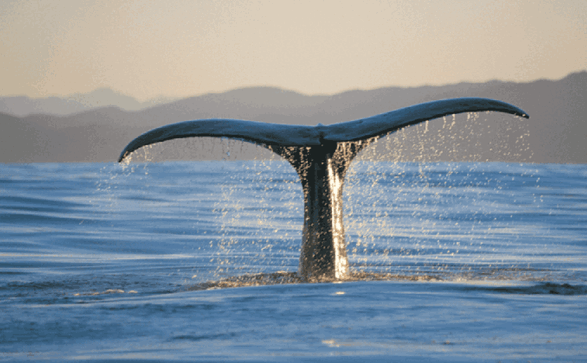 7 Days 6 Nights Whale Watching Tour in Dili, Timor Leste