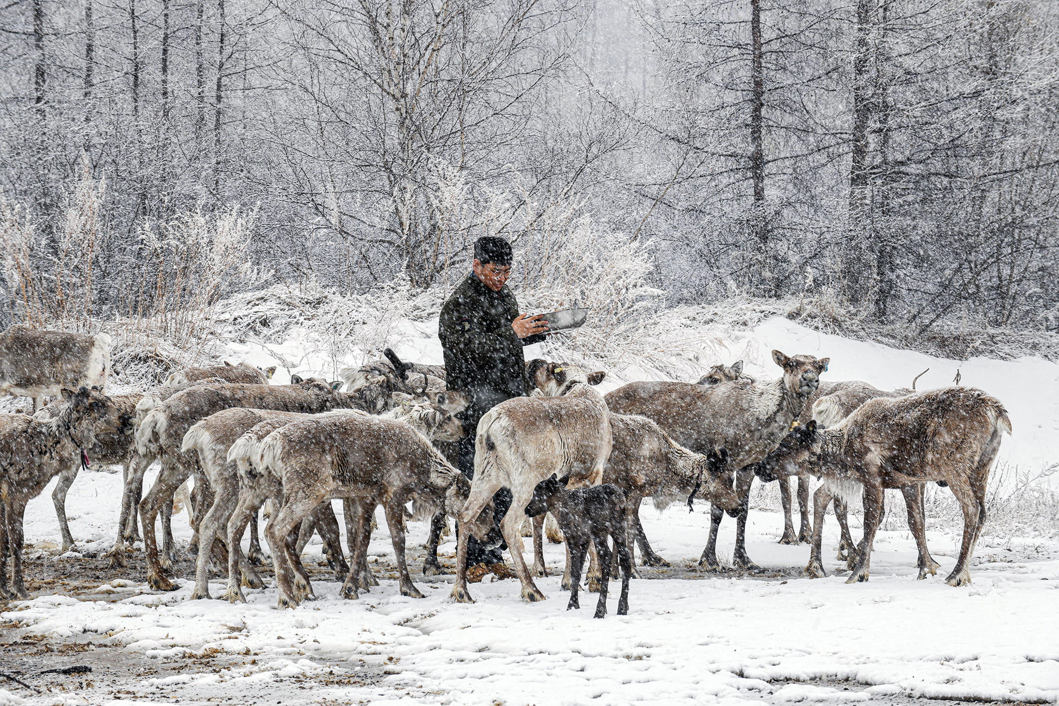 Meet the Ewenki, one of China's last reindeer-herding communities, whose way of life has been shaped by the forests of the Greater Khingan Mountains for generations