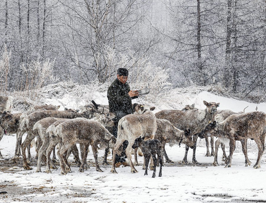 Ewenki Reindeer Herders
