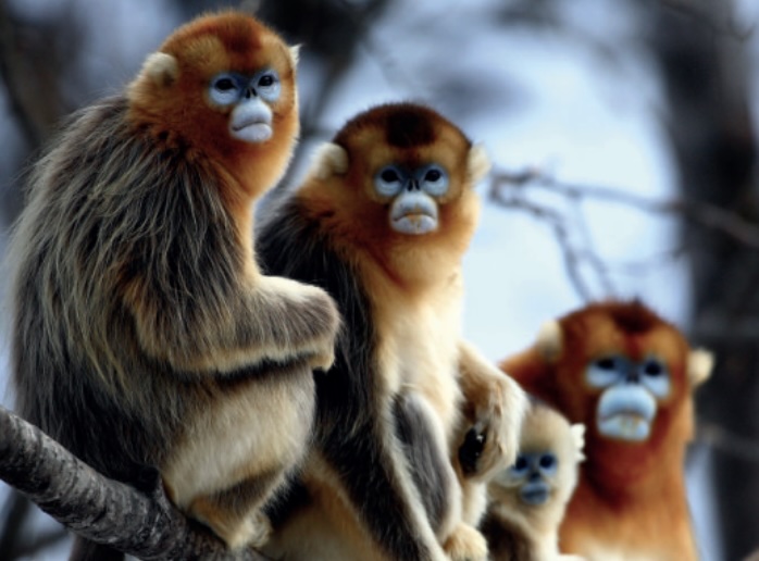 Yangtze River Monkeys Shenongjia