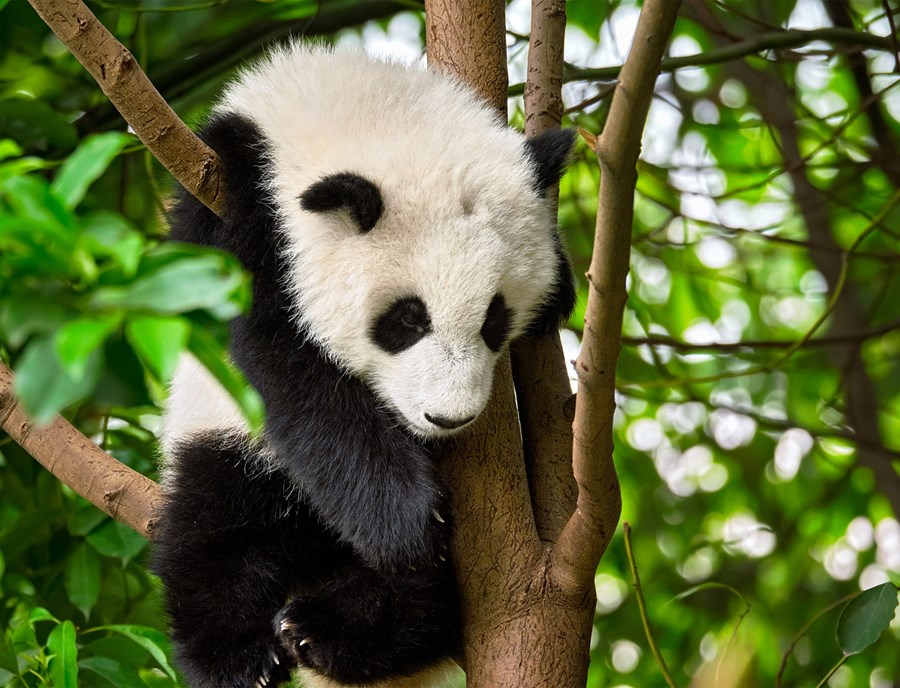 Get Ready For A Serious Dose Of Cuteness As You Meet One Of The World S Most Endangered And Beloved Animals