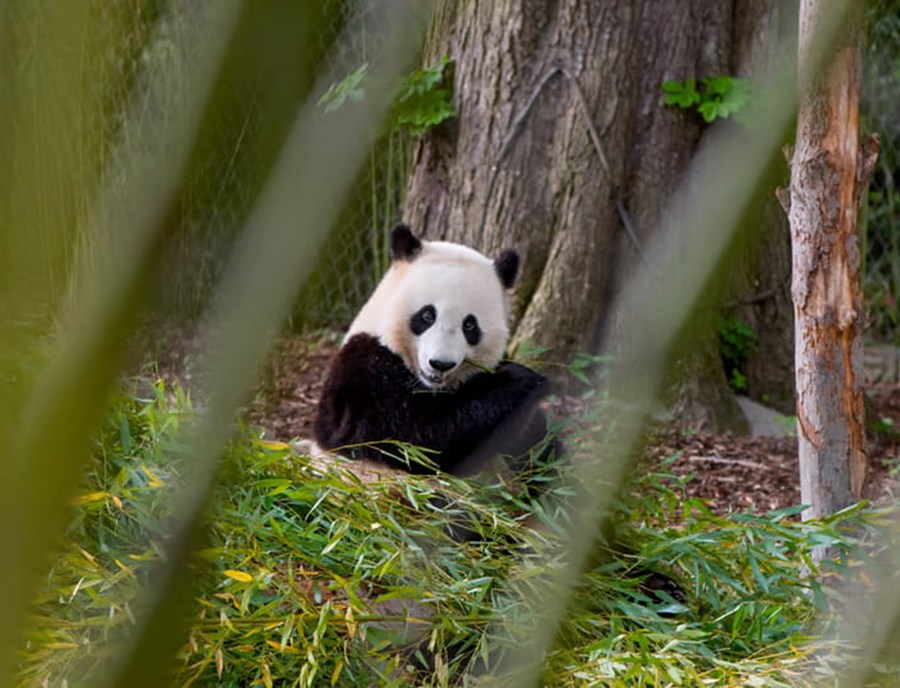 Meet China S Most Beloved Ambassador—The Giant Panda