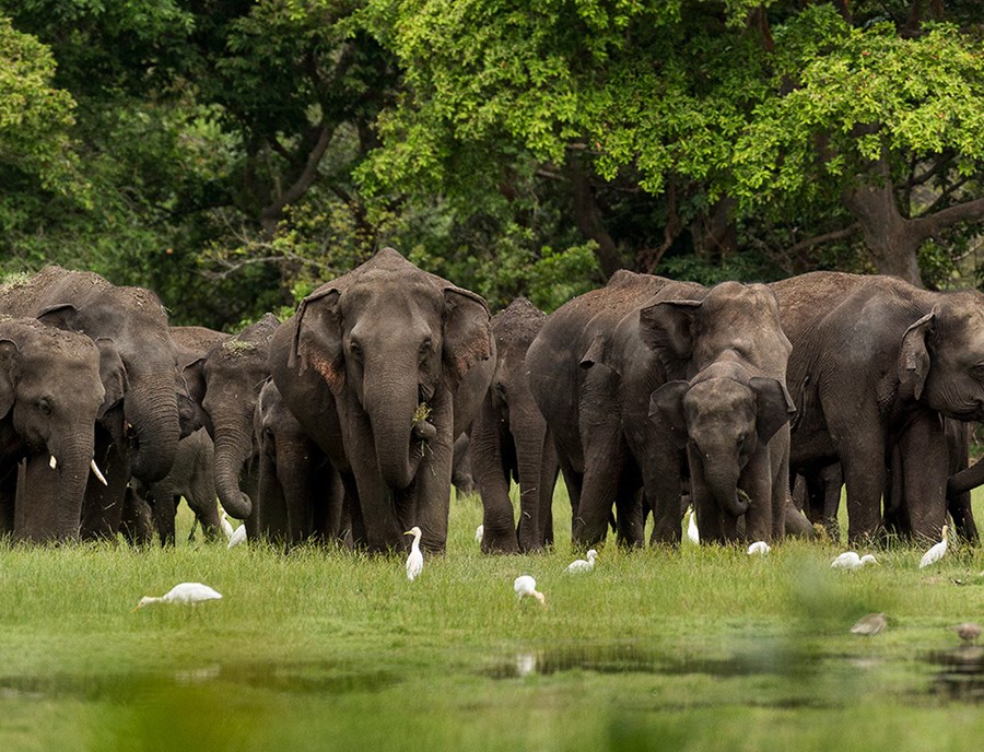 Gentle Giants Sharing The Wild With Graceful Birds