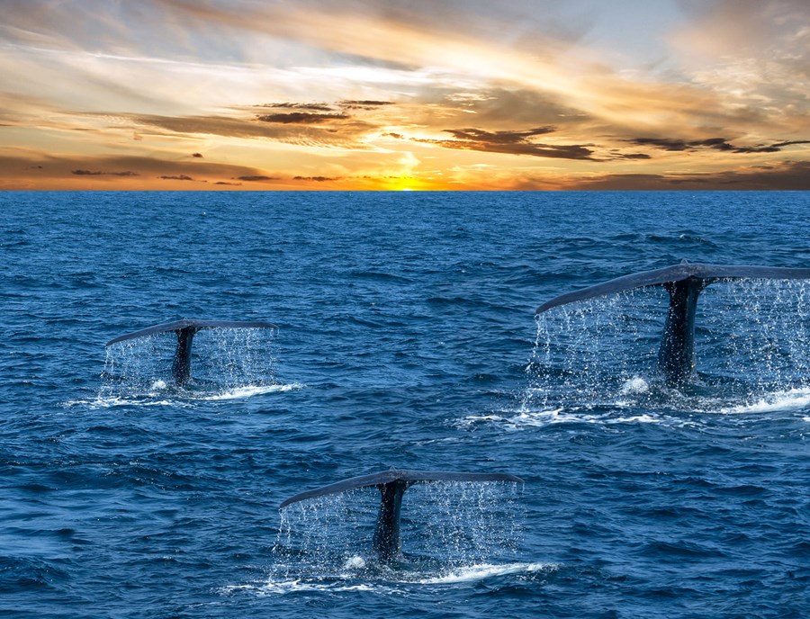 Witness Majestic Whales Off Weligama S Southern Coast